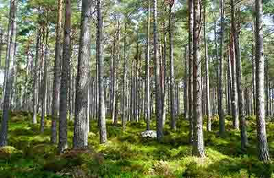 西部地区生态治理与林业可持续发展