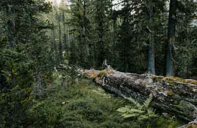 林业发展规划在森林资源的影响